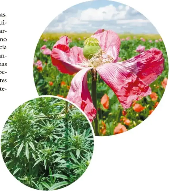 Fotografía de una flor de amapola rosa en un campo.