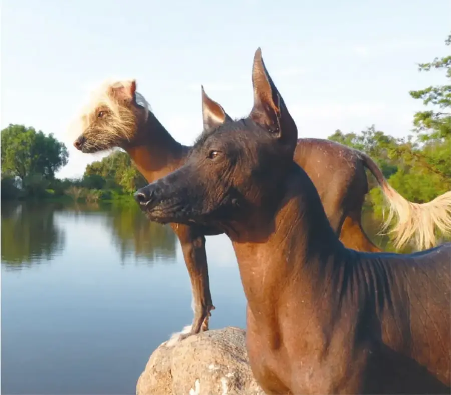 Fotografía de dos xoloitzcuintles (uno color café oscuro al frente y otro claro detrás) sobre piedras junto a un lago, con vegetación al fondo. Crédito: Victoria Cárdenas Solís, Estado de México.