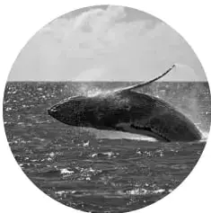 Fotografía de una ballena jorobada emergiendo en el mar.