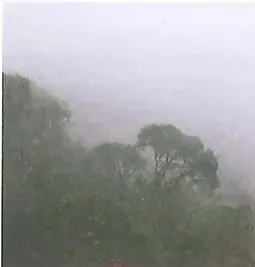 Bosque nublado y húmedo de montaña, identificado como bosque nublado de Yunguilla.