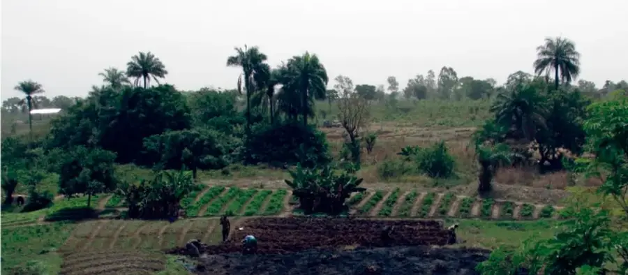 Fotografía de un paisaje agrícola mexicano con parcelas cultivadas en surcos, palmeras, árboles y campesinos trabajando la tierra, ilustrando la agricultura extensiva.