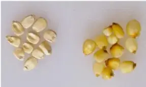 Granos de maíz antes y después del proceso de nixtamalización