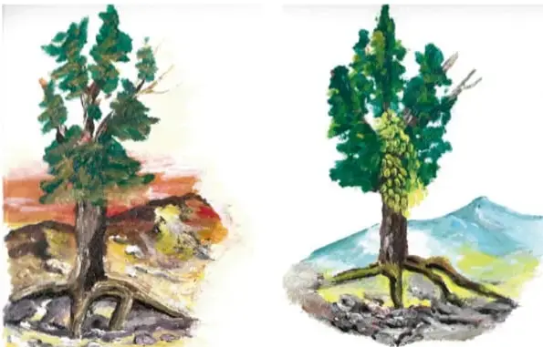 Pintura de un pino con raíces gruesas expuestas en suelo rocoso, bajo un cielo y ladera anaranjados que evocan la sequía.
