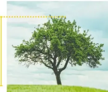 Árbol con una línea amarilla que indica su altura desde la base.