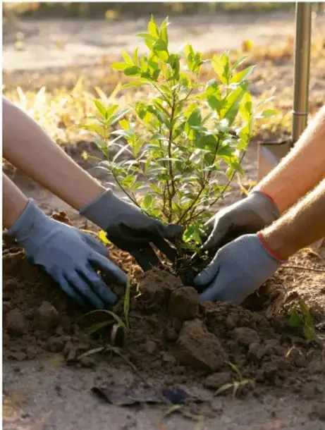 Fotografía de dos personas con guantes plantando un árbol joven en la tierra, ilustrando la siembra colectiva.