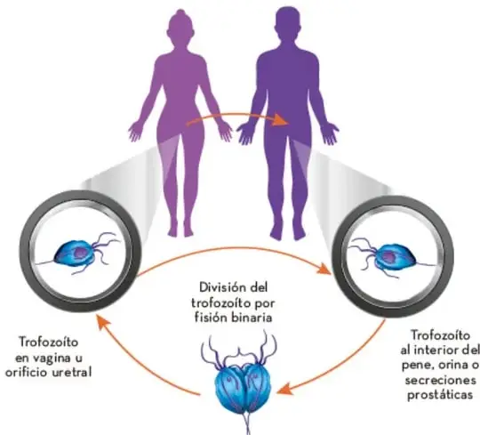 Esquema del ciclo de vida de Trichomonas vaginalis: pareja, trofozoíto en vagina u orificio uretral, trofozoíto en pene, orina o secreciones prostáticas, y división por fisión binaria.