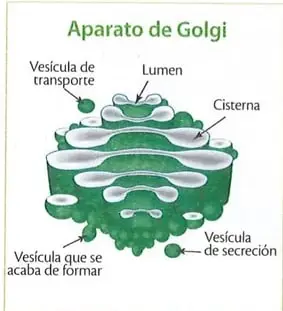 Figura 2 de Ciencias Naturales 9° · 2025