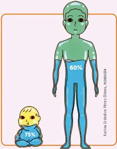 Figura humana adulta con nivel de agua al 60% y bebé con 75% de agua en el cuerpo.