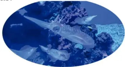 Ilustración de un pez linterna azul con una protuberancia luminosa que sale de su cabeza y una gran boca con dientes.