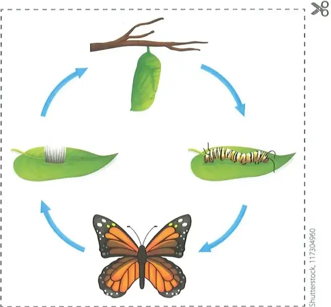 Lápida con la palabra «Paz» y un área de tierra con plantas.
