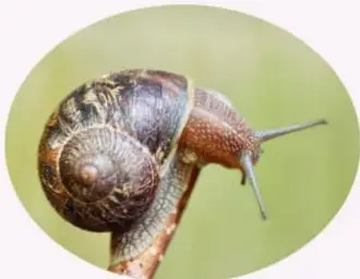 Fotografía de un caracol (invertebrado) con su concha, junto a la definición de animales invertebrados.