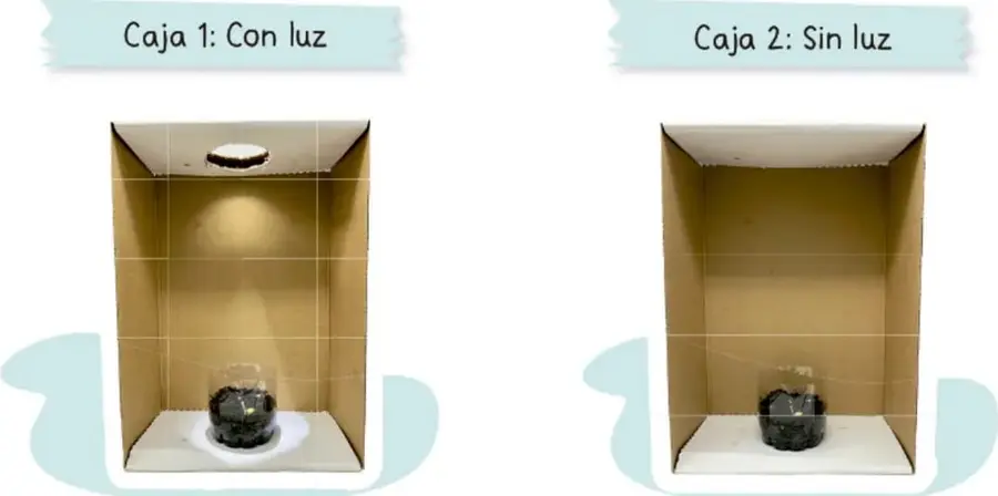 Caja de cartón abierta con un orificio circular en la pared superior/lateral que deja entrar la luz; en el centro hay un contenedor con tierra y semillas (Caja 1: Con luz).