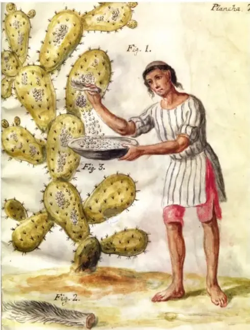 Ilustración de un indígena recolectando grana cochinilla de las pencas de un nopal, con la figura de un insecto y un recipiente.
