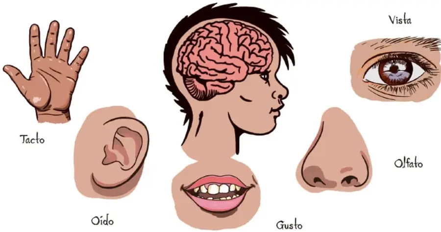 Ilustración con cerebro, ojo, nariz, oreja, boca y mano rotulados según su sentido.