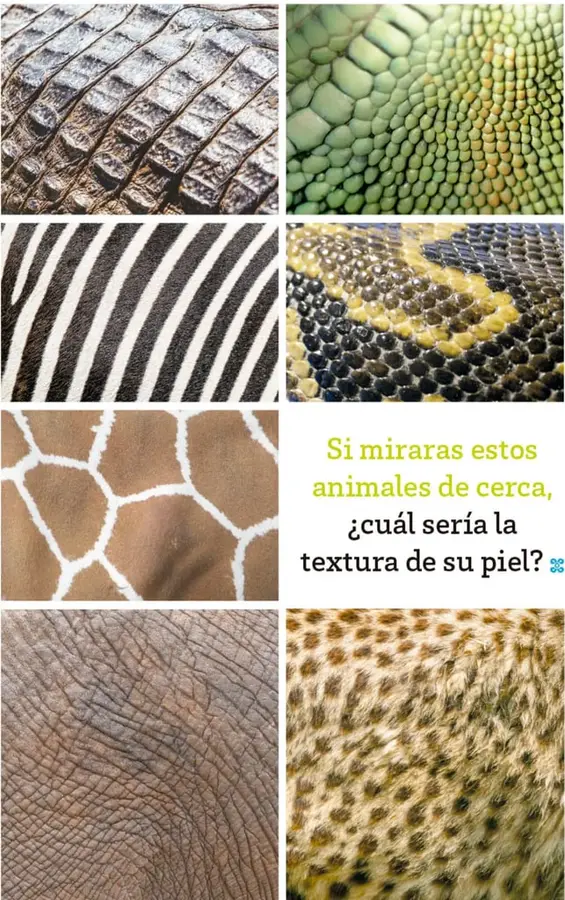 Figura 1 de Múltiples lenguajes.   Libro de Educación Primaria Grado 1°  Ciclo Escolar 2025 - 2026