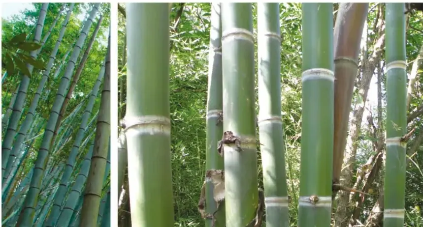 Dos fotografías reales de un bosque de bambú: tallos verdes gruesos, huecos, con anillos claros en los nudos, hojas verdes al fondo.