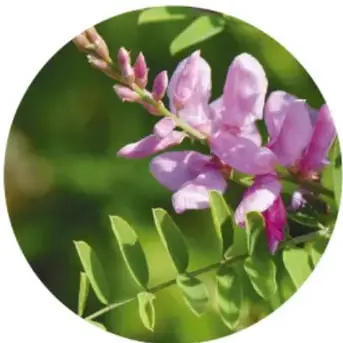 Fotografía en círculo del arbusto de añil con hojas verdes y flores color rosa o lila.