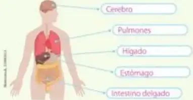 Imágenes de surtidor de gasolina, bombillas y aerogeneradores.
