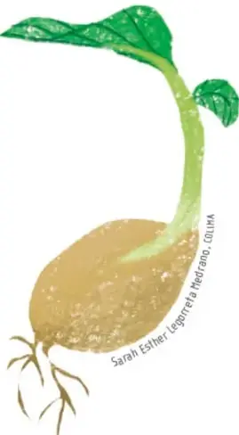 Ilustración de una semilla o brote germinando, con raíces café y hojas verdes, simbolizando el crecimiento. Crédito: Sarah Esther Legorreta Medrano, COLMNA.