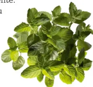 Ramillete de hojas verdes de hierbabuena o menta.