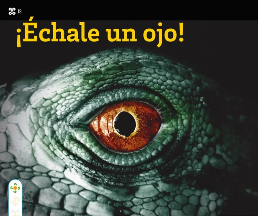 Fotografía en primer plano del ojo de una iguana: iris anaranjado con pupila negra vertical, rodeado de escamas verdes y grises.