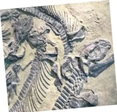 Fotografía de un fósil de dinosaurio: esqueletos con costillas y vértebras incrustados en roca.