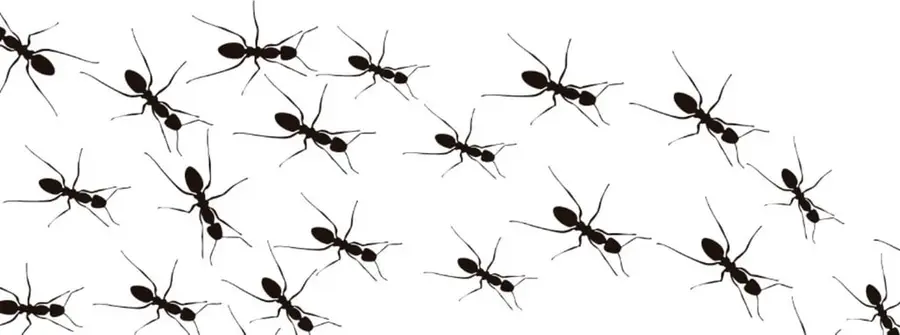 Ilustración decorativa con siluetas negras de muchas hormigas caminando sobre fondo blanco.