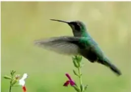 Colibrí volando cerca de flores rojas.