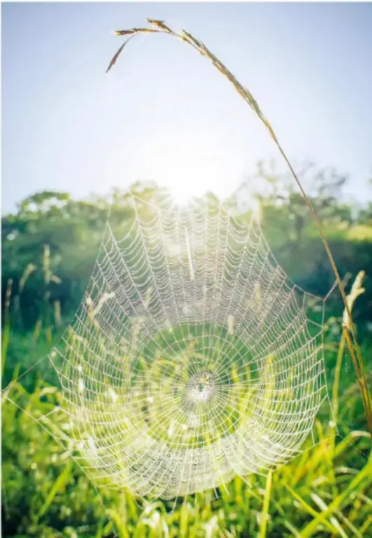 Fotografía de una gran telaraña teida sobre hierbas altas, iluminada por el sol entre la vegetación, con su propietaria en el centro.