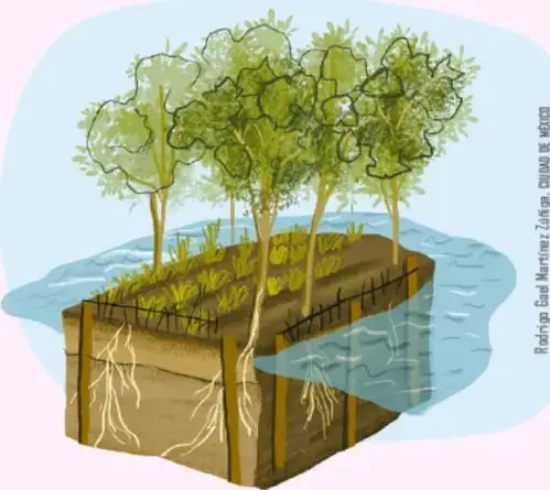 Ilustración de una chinampa: isla artificial con árboles y cultivos sobre el agua.