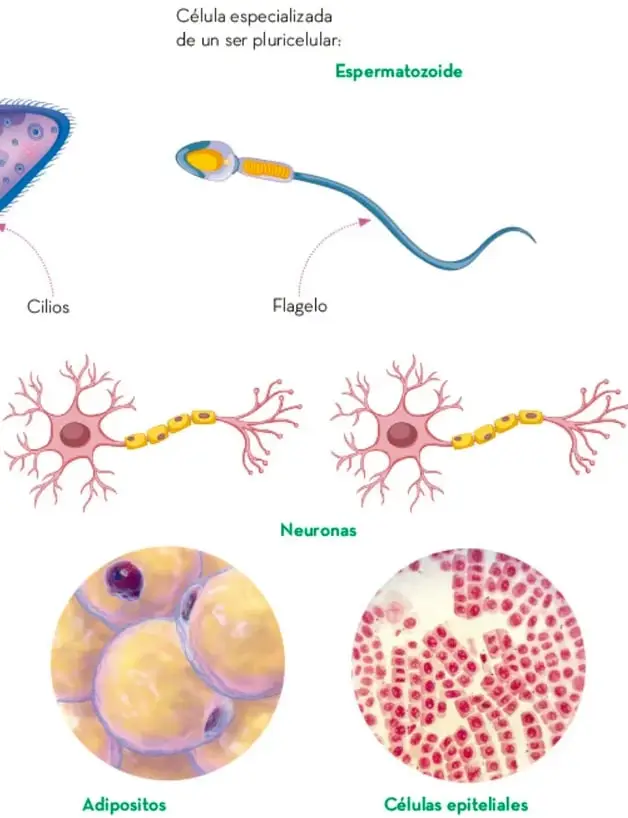 Ilustración de un Paramecium, microorganismo unicelular con cilios en su superficie.