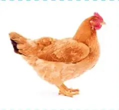 Gallina de color naranja con cresta roja.