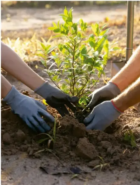 Fotografía de manos con guantes plantando un árbol joven en tierra, representando la siembra colectiva.