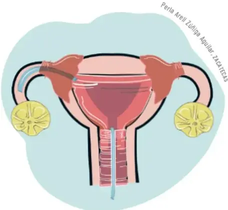 Ilustración de una maqueta del aparato reproductor femenino con detalles de conexiones.