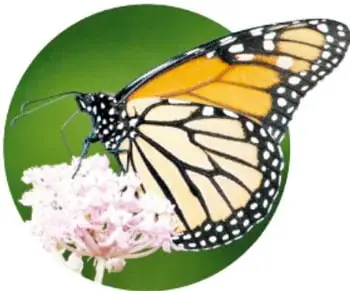 Fotografía circular de una mariposa monarca posada sobre flores rosadas, vista de perfil.