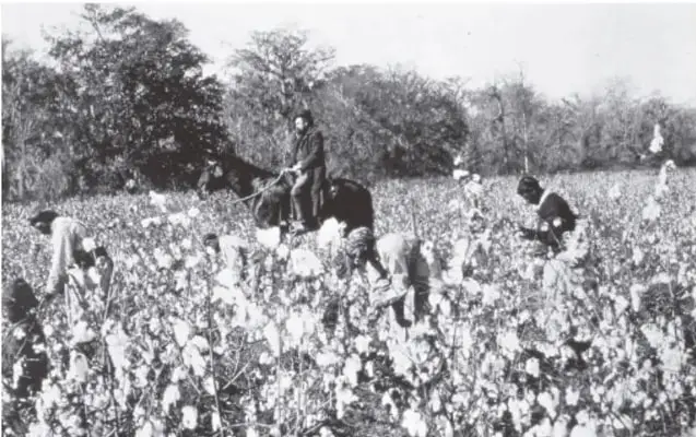 Fotografía de personas afrodescendientes trabajando en un campo de algodón, con un capataz a caballo.