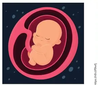 Ilustración rosada de un feto dentro del útero (womb).