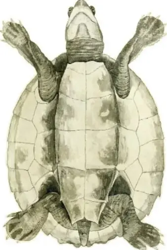 Ilustración de una tortuga gigante de las Galápagos vista desde arriba, con su caparazón con placas y las patas extendidas.