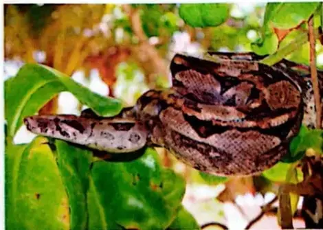 Boa constrictora de la Amazonía.