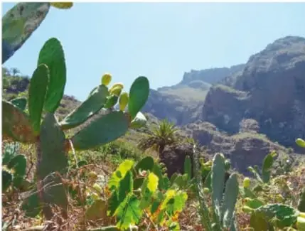 Fotografía de nopales silvestres entre cerros áridos con montañas al fondo.