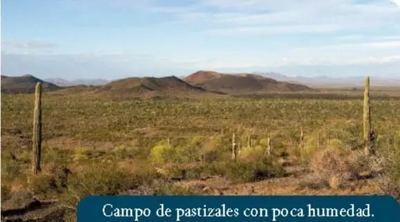 Collage de plantas endémicas: cempasúchil, cactáceas, nopales, dalia, nochebuena y girasol.