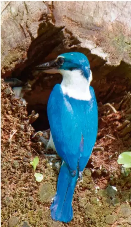 Fotografía de un ave de plumaje azul brillante y pecho blanco, posada sobre una superficie rocosa con musgo.
