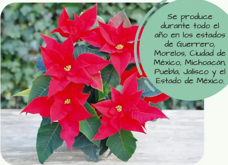 Fotografía grande de una planta de nochebuena con flores rojas brillantes sobre una superficie gris; junto a ella un globo de diálogo verde indica los estados donde se produce.