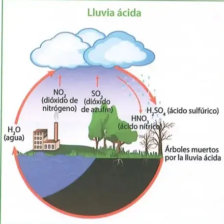 Figura 1 de Ciencias Naturales 8° · Egb 8 Ciencias Naturales 2025 · 2025