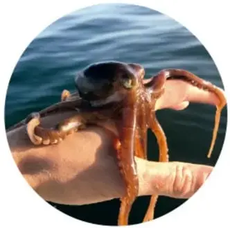 Fotografía circular de un pulpo naranja sobre una mano humana, mostrando sus ventosas.
