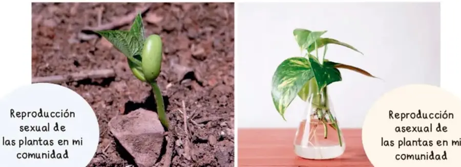 Fotografía de una planta joven brotando de la tierra, con la etiqueta 'Reproducción sexual de las plantas en mi comunidad'.