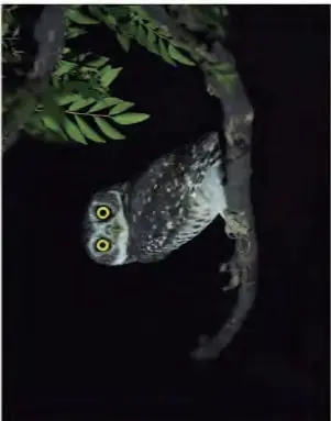 Imagen de un búho posado en una rama, de noche.