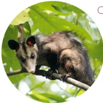 Fotografía circular de un tlacuache (opossum) real posado en una rama entre hojas verdes.