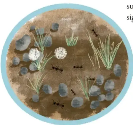 Ilustración de un ecosistema con plantas, insectos, piedras y suelo, dentro de un círculo.