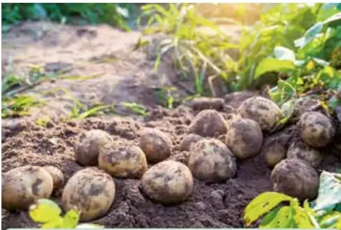 Papas cafés recién cosechadas en la tierra.